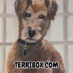 terribox chewy text 1024x1024